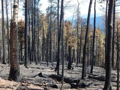 Spring Wildfire 2018 Image